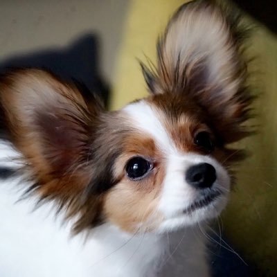 DrYuanLuo's profile picture. @Google, @Facebook, @Edmodo, FitTime.