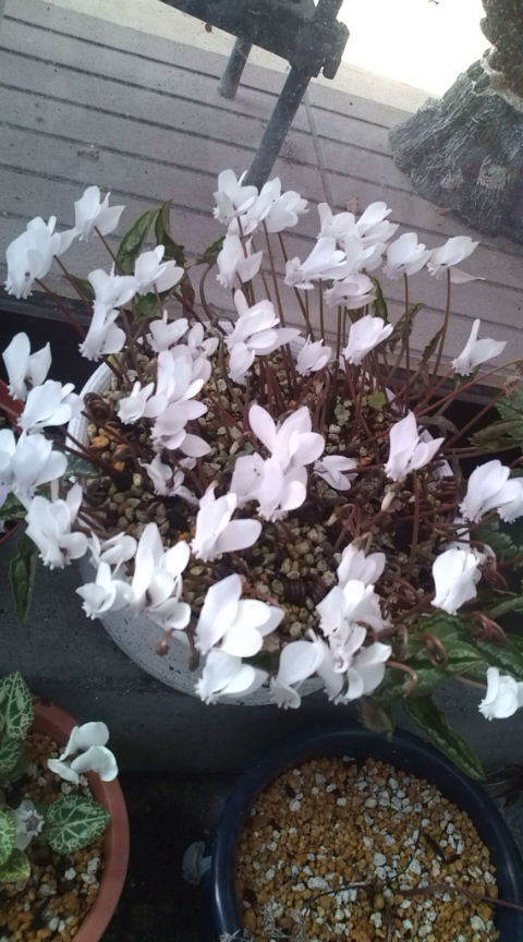 asco3's profile picture. 秋田県在住。花っこ好き。オカマでおデブよ。40代。砂かけババァに憧れて30数年。