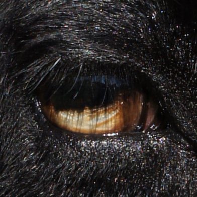 borphinesque's profile picture. 