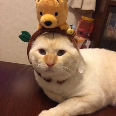 sasaminpo's profile picture. あんまし更新しない