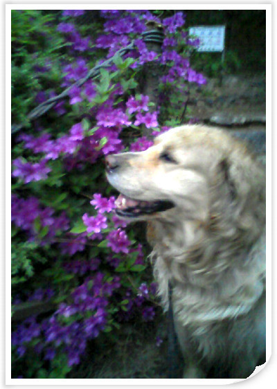 Computer, Interface , Human , Design , Movie, classic And Jazz, my lovely pet puppy
(일년 내내 달걀그림에 자신의 글이 달랑 하나인 계란은 사양합니다)