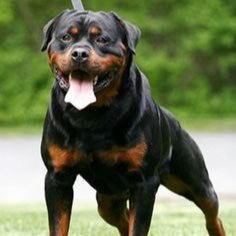 arbeniotr's profile picture. OWNER OF @PndaGaming | jk i wish , i love clouds