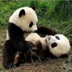 Pandas Profile
