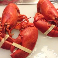 CapeCod456 (@capecod456) 's Twitter Profile