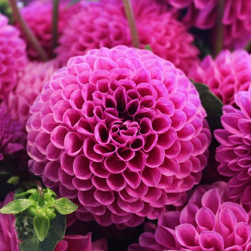 NemesisElecktra's profile picture. I'm a huge Adrian Vandenberg fan. I also love Joe Elliott.