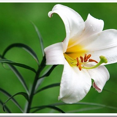 yamayuritanima's profile picture. 「ほぼほぼ」 という言葉が、今いちばん嫌いな私です。