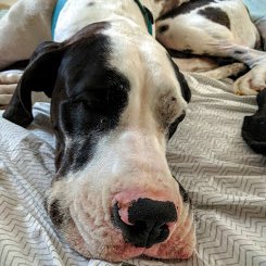 krooted's profile picture. web developer crossfitter nerd husband