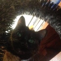 Douglas Freeman (@masterplayerz) 's Twitter Profile
