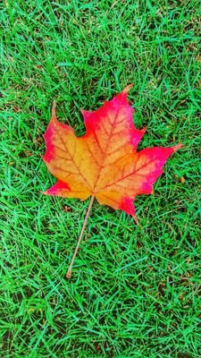 GoBacktoGreenE's profile picture. I love my Earth, keep clean and green it.🌏