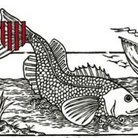 FCCPMF (@fccpmf) 's Twitter Profile