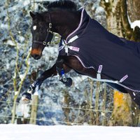 Ingatestone Saddlery (@ingatestonesc) 's Twitter Profile