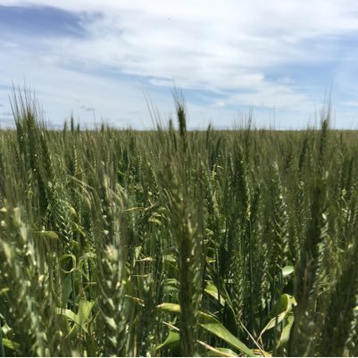 Agronomist in South West Vic