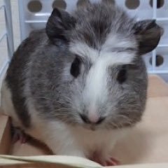 ししょう。／眉毛飼いさんのプロフィール画像