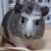 ししょう。/眉毛飼い (@hebokerorist) Twitter profile photo ししょう。/眉毛飼い (@hebokerorist) Twitter profile photo