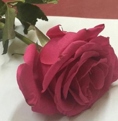 sagk700's profile picture. نمشي على أرض ما تأطاه الاقدام
وأن وعرة الارض يعجبني المشي فيها 🌷🌹