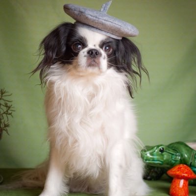 dogsinberets's profile picture. Your daily dose of dogs in berets