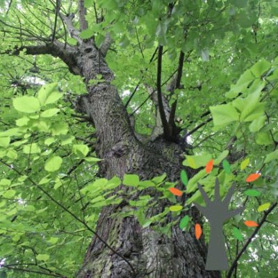 CathleenElm's profile picture. One of the last of Sheffield's ancient Elms. Condemned to death by chainsaw by Sheffield Council and Amey PLC. Oh, and one of England's Favourite Trees.