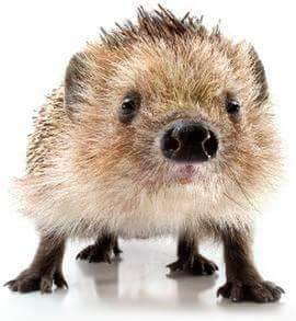 Adelinequem's profile picture. 