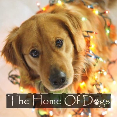 Everything about our four legged friends ❤️ 😇 Follow us for daily dogs' content. TfG5ff