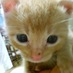 Tokyo Story (@mrponkichi) Twitter profile photo