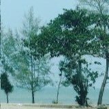 Hin_Jakrapong's profile picture. 