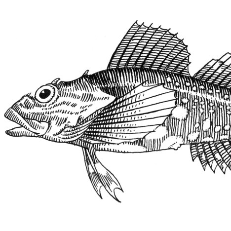 the_sculpin's profile picture. 