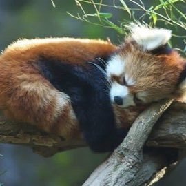 Hey hey. 17 y/o gayfur from cornwall who's desperately in need of a hug. Always up for talking! My sona's a red panda, if that changes anything.