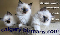CalgaryBirman's profile picture. We are a group of Calgary Birman breeders whose primary goal is raising healthy, well socialized Birmans with wonderful temperament.