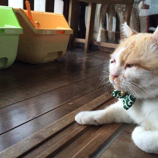 保護猫×古民家 Cafe gattoさんのプロフィール画像