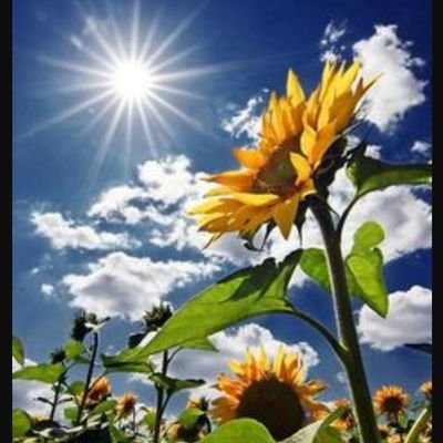 emzie5's profile picture. Experiencing life with 2 dogs, partner and a motorhome.  Fuelled on chocolate and gin.