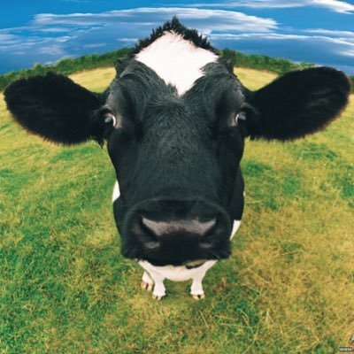 We love our little town, local businesses & events. We're proud of our people, reet' passionate about our culture & we proppa' love our Westwood cows! #Beverley