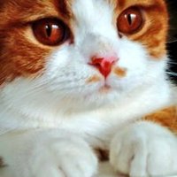 neko@みぃさん☆☆☆☆☆☆☆☆☆ (@nekothuma) 's Twitter Profile