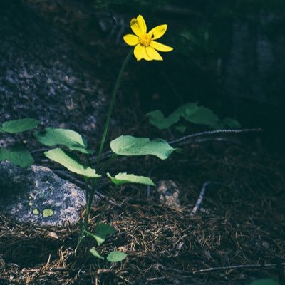 PTEx9pGMtO95Au9's profile picture. 