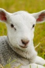livestockexport's profile picture. Find out the truth about Australia's livestock export industry
