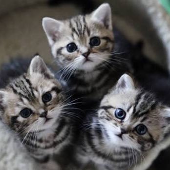 HujiRedmoral's profile picture. ⭐︎⭐︎⭐︎⭐︎⭐︎⭐︎⭐︎