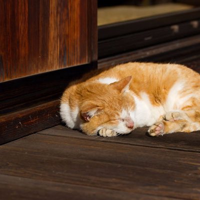 縁側の猫 Engawa No Neko Twitter 縁側の猫 Engawa No Neko Twitter