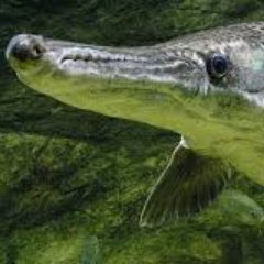 ConectaConTab's profile picture. RT X RT DE LO QUE HAY EN TABASCO. DENUNCIA LO MALO Y YO LE DOY RT. NO PONGAS PENDEJADAS 👽☠️💀