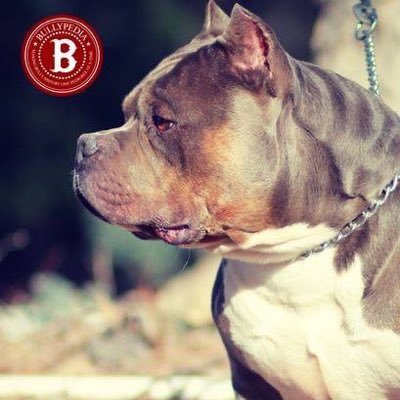 Bullypedia: The Number #1 Bully Breed Resource On the Planet #bullypedia #americanbully