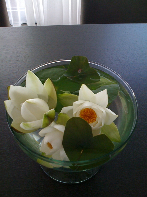 kabonhof's profile picture. mann
kinder
haus
hund
berg see sonne wind schnee luft blume baum garten marillenknödel