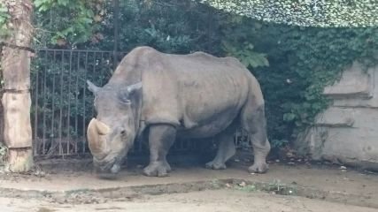 momosuke3233's profile picture. 長男と11才のダウン症(ロバートソン転座型)の次男がいます。支援学校の5年生⭐️ 心疾患ありで1844gで生まれた可愛い次男。東北在住。保育士。