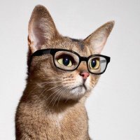 Picasso (@catsagaz) 's Twitter Profile