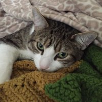 Mike C (@mtc) 's Twitter Profile