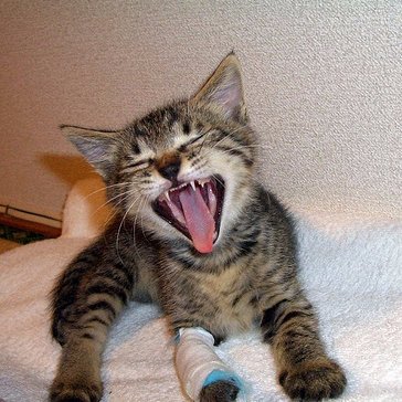 _yam_ato_'s profile picture. 特に自分の興味のあることについて呟くつもりです。呟くジャンルについて理解不能かと思われるかと思います。いろいろな人に絡んでコメントしていきたいです。評論家以下な評論家です。