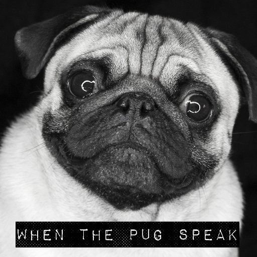 The world's Best Antidepressant has four paws! Quotes shared by this Pug xD #funny #quotes #quote #pug #speak #lol #love