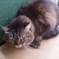 Jane Menezes (@janicemenezes6) 's Twitter Profile