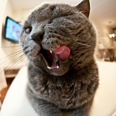 Rutin - Tutin - Putin# Грибной КоТэ