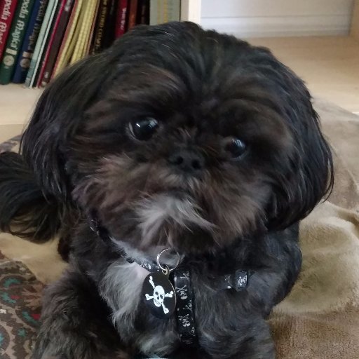 Tributary's profile picture. Just your run-of-the-mill standard internet troll lady.