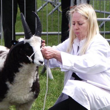 We keep and breed pedigree Jacob sheep at our farm in the heart of the West Midlands.
We have 40 breeding ewes that form the  core of our flock.