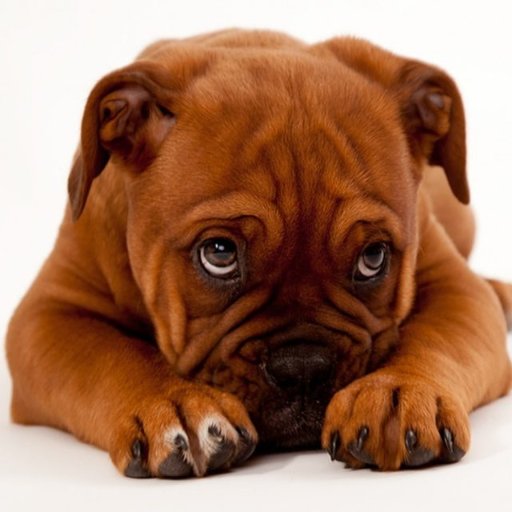 Bringing the worlds puppies straight to your phone or computer! Yay! | Check out our website https://t.co/S0yiTEPcvY