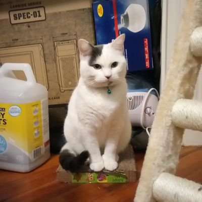 とうふちゃん Tofu Cat Tofupoly Twitter